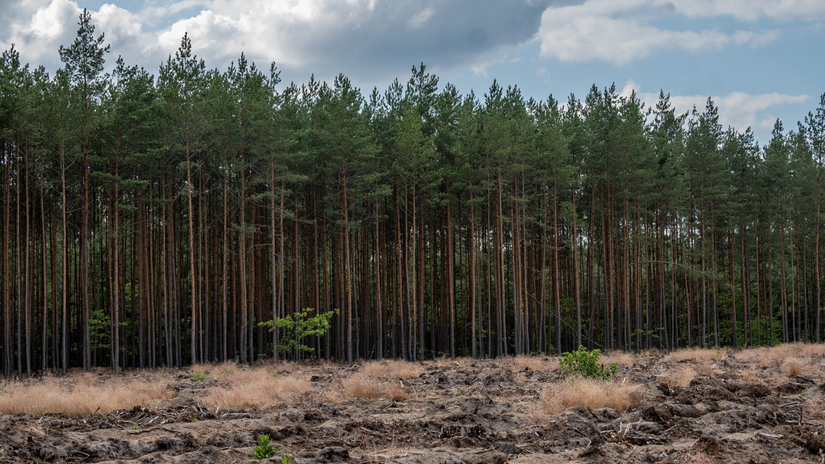 Action pin terpenos de pino|action pin 1